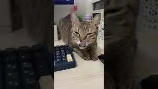 Cat wants attention from hooman #shorts #catlover #catoftheday #catlovers #cats_of_instagram
