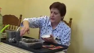 ЛЕГКАЯ рассада лобелии
