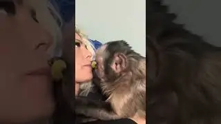 ❤️#zwierzęta #monkey #capuchinmonkey #małpka #kapucynka #love #animal #sweetanimals #cutevideo #fun