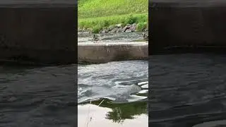 Beauty of ducks and nature in Europe #Czechrepublic#czech#czechia#shorts#video#relaxingsounds#europe