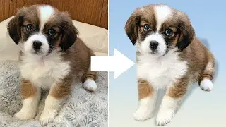 Dog Photography | Easy Dog Portrait Edit | Adobe Lightroom + Photoshop Tutorial