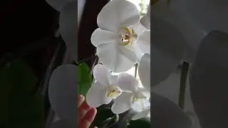 Свои 