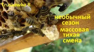 #Пчёлы