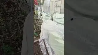 град 6 мая 2024 года. виноград в Нижегородской области.