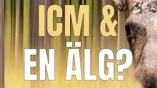 Kreativ fotografering med ICM (Intentional Camera Movement).