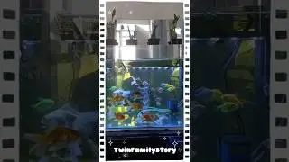 Ikan murah meriah #ikankoki #ikan #ikanhias #ikansultan #koi #ikanmurah #ikanpredator