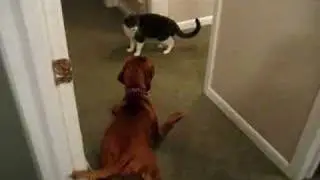 Abbey Vizsla squirming to play with kitty
