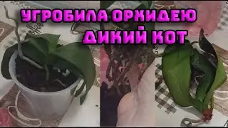 УГРОБИЛА ОРХИДЕЮ ДИКИЙ КОТ, МЕЧТАЮ О КОРЕШКАХ🙏🙏🙏  | ОРХИДЕИ 163 |