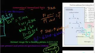 #52 - prothrombin time (PT), partial thromboplastin time (PTT), International normalized ratio (INR)