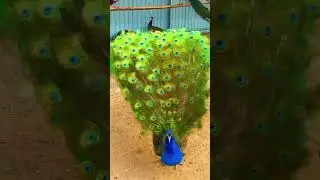 🐦 🐦 🐦 🐦 🐦 🐦cute bird  video for baby 🐦🕊️🕊️🐦🐦🐦