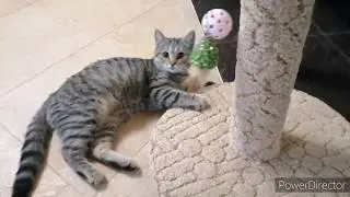 Когтеточка. Сделай сам. Cat scratching post.