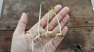How to grow Moringa plant from seed / Moringa plant /drumstick plant / sidzzz