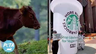 The Starbucks Victory We’ve ALL Been Waiting For