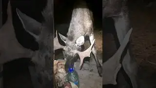 яшка в гостях  