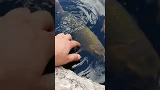 Японские карпы кои очень дружные и игривые с людьми