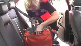 The how to secure a small pet in the car with Pet Safety Lady
