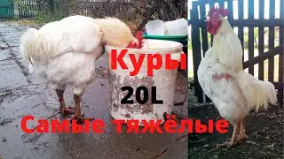 Самые тяжёлые куры Промышленный корниш Мастер Грей Мясная порода кур Сельская Жизнь