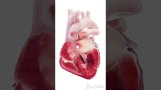 💓 Explore the Heart Like Never Before: 3D Anterior 4-Chamber Cross Section 💓