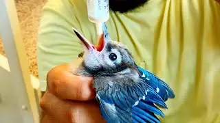 HOW TO TRAIN a Baby Bird to EAT! *RESCUED*