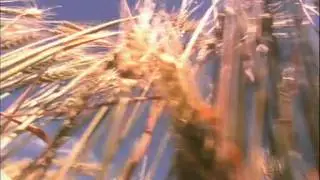 The Offspring Huck It TV Tower