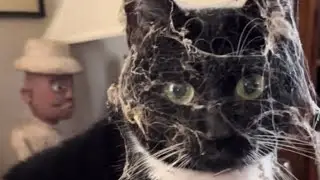 Нарезка приколов с животными и не только /funny video #7
