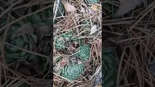 Каменная роза в январе