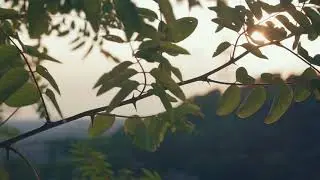 Bird sound, thorn tree - Free stock - No Copyright