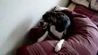 Lexi Lou the Lazy Loser