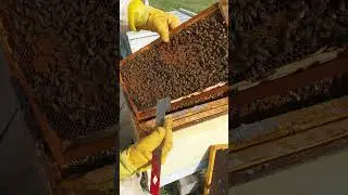 Hive 1 .life and times ..