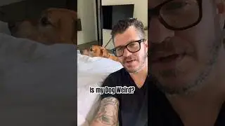 Strange Dog Behavior!