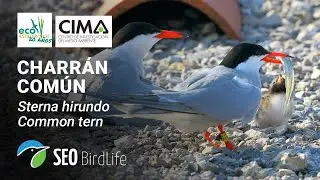 Reserva Ornitológica MARISMAS NEGRAS - 🔴DIRECTO - Astillero, Cantabria, Bahía de Santander.