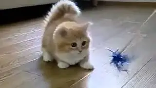 Котик играется :)