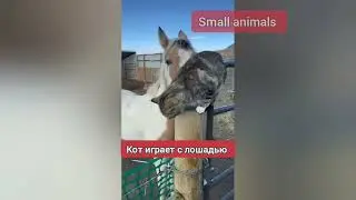 Catvideos cats кошки #cat #кошки
