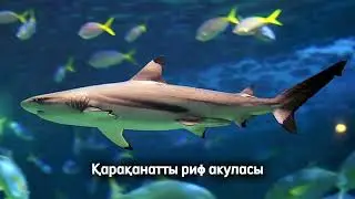 Қарақанатты риф акуласы