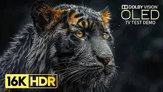 Masterpiece of HDR OLED Demo | 16K Video ULTRA HD 240 fps (8K/4K TV)
