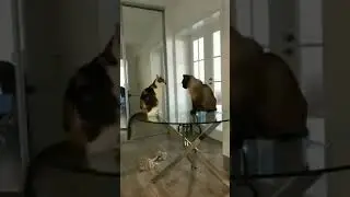 cats slowest fight ever
