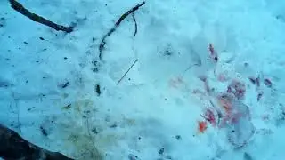 Проверка петель на зайца.