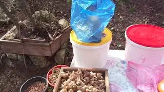 A Garden Without Watering. (Water from Air). Part 2.