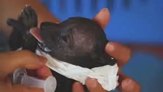 Animal Voice Koh Chang  The voice of the voiceless