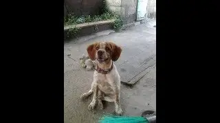 Пропала собака! Внимание Кривой Рог!!!