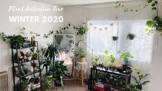 My Houseplant Collection Tour | Winter 2019