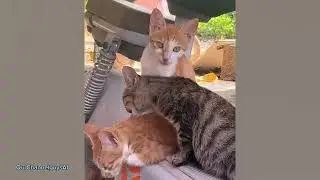 The CUTEST and FUNNIEST KITTENS and CATS / OurChannelguysAI