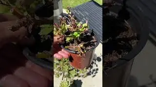 Best Martha Impersonator Gives A Plant Tour