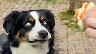 Cats And Dogs funny reactions and moments🤣