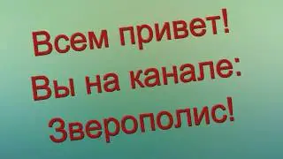 Привет каналу *Игро Няша Space*)