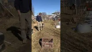 Dog training 