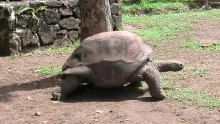 Mauritius. Сейшельские черепахи на Маврикий