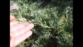 Ялівець горизонтальний Вілтоні (Wiltonii). Сім  років.