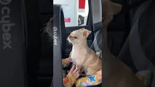 Мы наняли няню  сосиску
