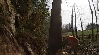 abattage stihl mon plus gros frêne GoPro hero 7